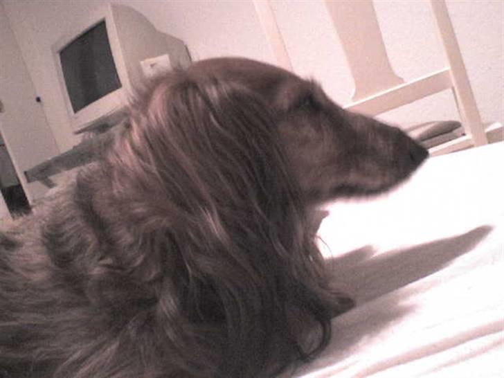 Gravhund auras kanalje - ja hun vil ligge i sengen ellers bliver hun faktisk sur smiler billede 2