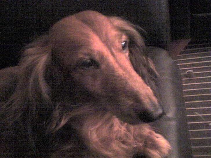 Gravhund auras kanalje - er hun ikke smuk selvom hun er 13 billede 3