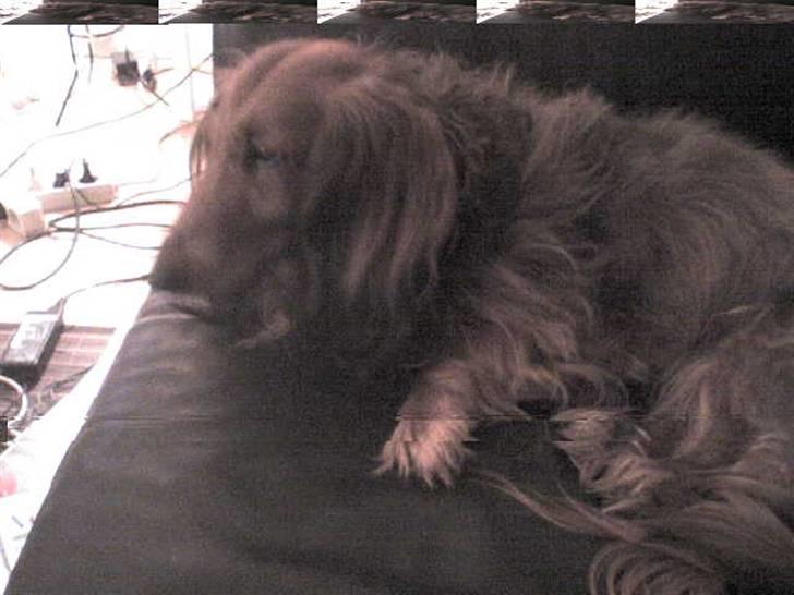 Gravhund auras kanalje - hihi Kallie venter på en godbid billede 4