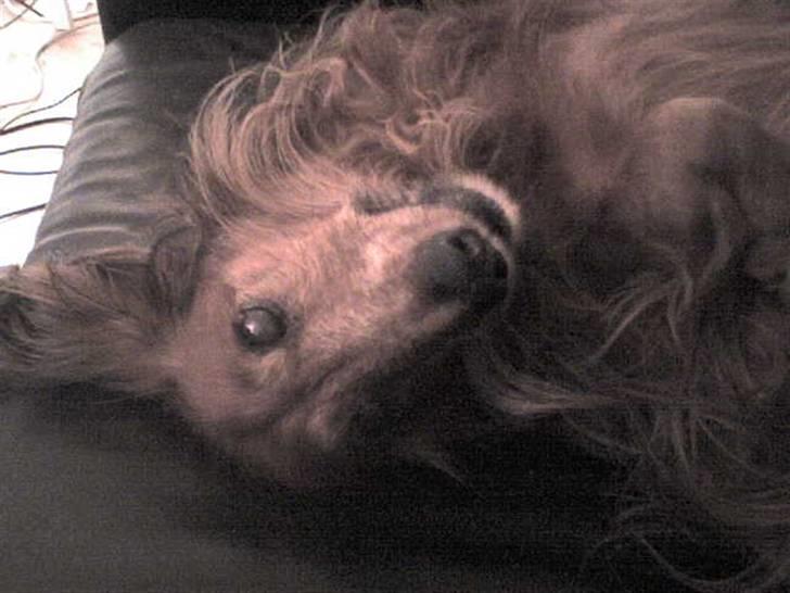 Gravhund auras kanalje - er jeg ikke hot billede 5