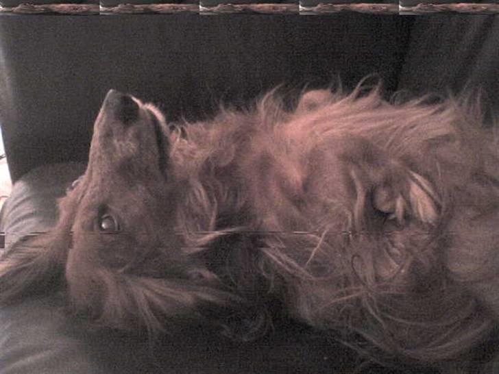 Gravhund auras kanalje - ja Kallie nyder livet billede 6