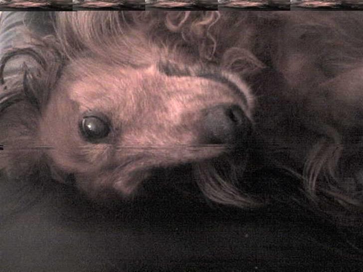 Gravhund auras kanalje - se mig mor e jeg ikke bare dejlig fotogen billede 7