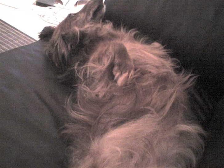 Gravhund auras kanalje - uhh nyder at rulle  billede 8