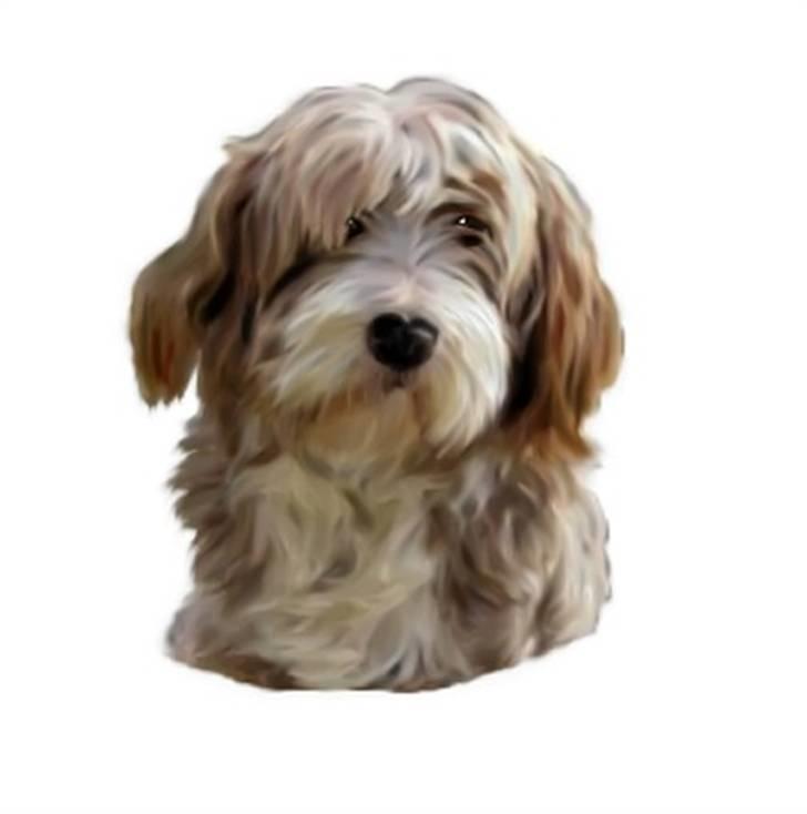 Bearded collie Bounty R.I.P - Hanne har tegnet Bounty. billede 15