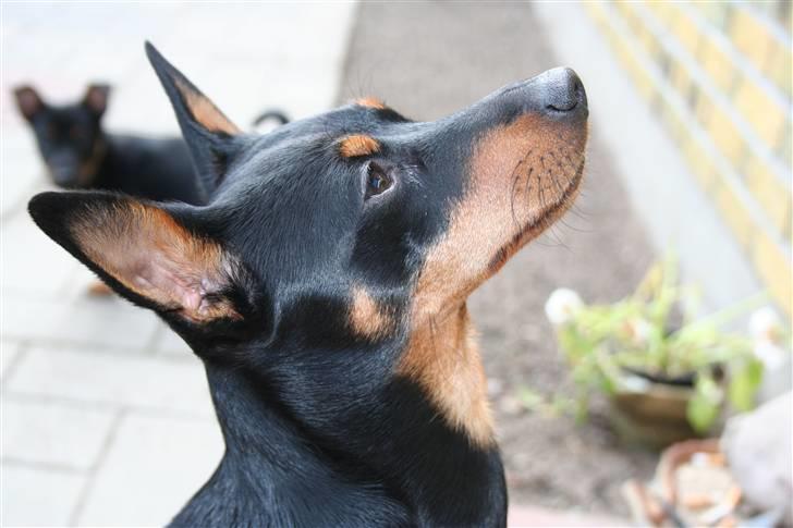 Dvaergpinscher Maxi billede 12