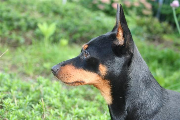 Dvaergpinscher Maxi billede 13