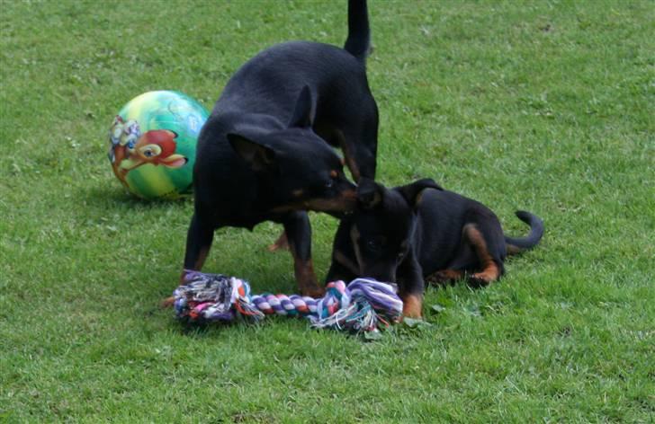 Dvaergpinscher Maxi - Dyrlægen sagde du havde lopper Bølle.. .. Dem skal vi nok få gjort en ende på os 2 :D billede 14
