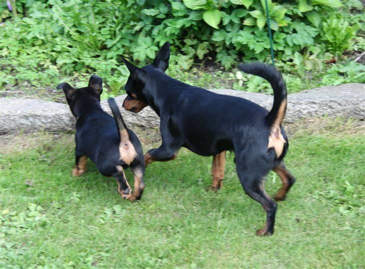 Dvaergpinscher Maxi - Hva´ er det ? :D billede 15