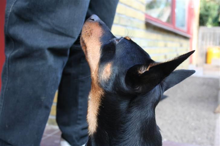 Dvaergpinscher Maxi - Kooom nuuuuuuuuuuuuuu billede 16