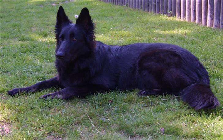 Schæferhund Leika - Er jeg ik bare dejlig..... billede 14