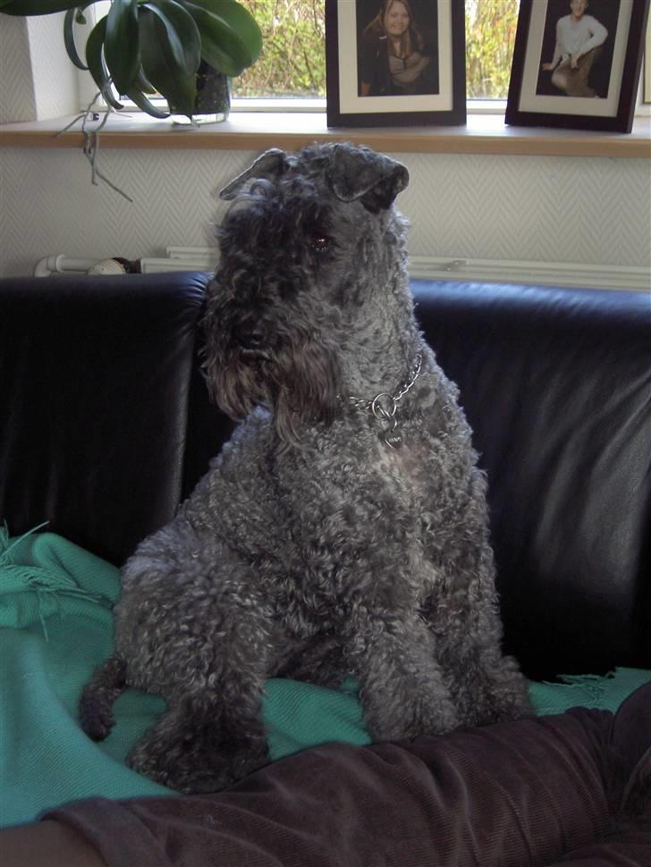 Kerry blue terrier Kordes White Diamond billede 1