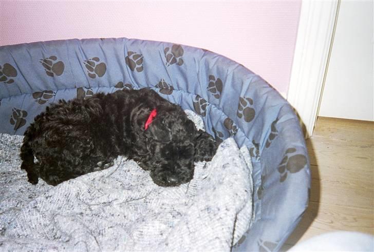 Kerry blue terrier Kordes White Diamond - Shady, den dag vi fik hende hjem billede 2