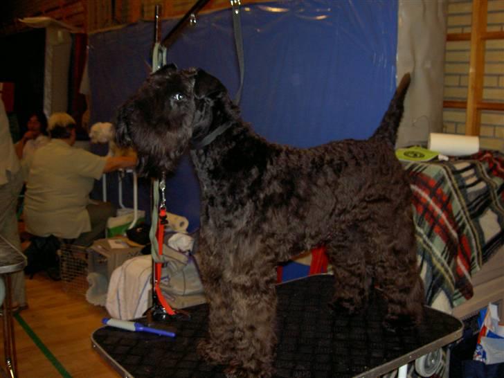 Kerry blue terrier Kordes White Diamond billede 4