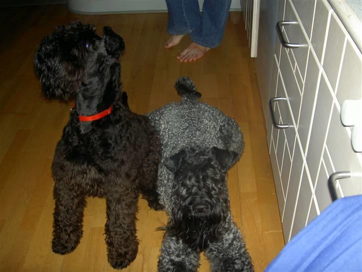 Kerry blue terrier Kordes White Diamond - Shady og Tjalfe. billede 5