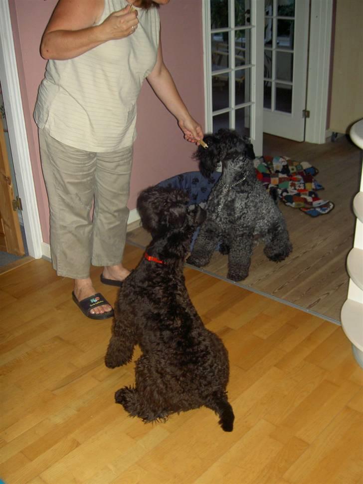 Kerry blue terrier Kordes White Diamond billede 6