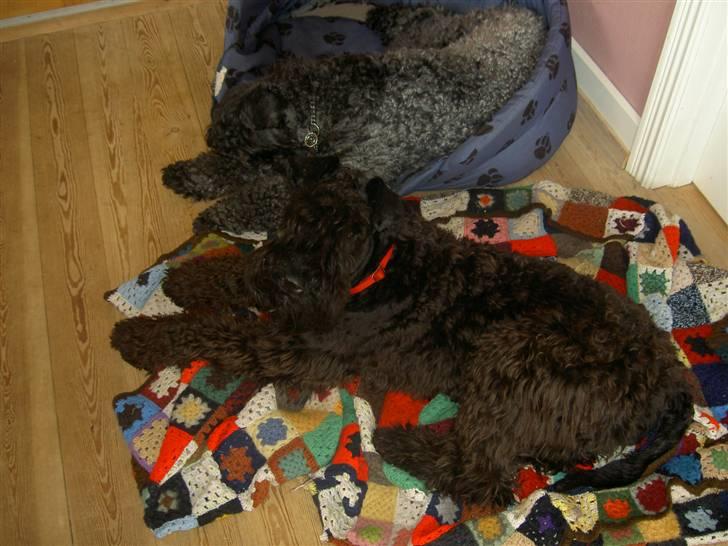 Kerry blue terrier Kordes White Diamond billede 7