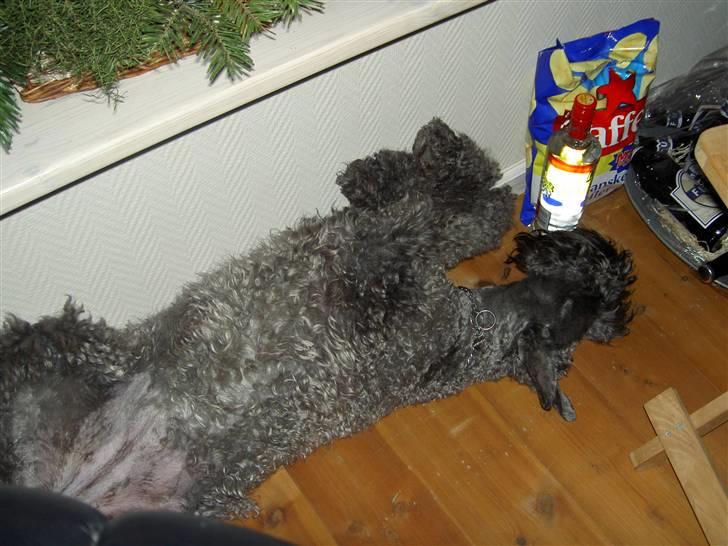 Kerry blue terrier Kordes White Diamond - På druk? billede 10