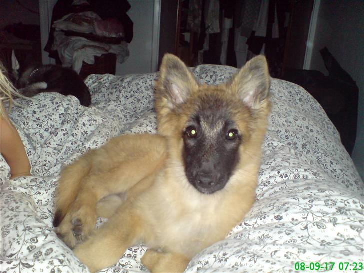 Belgisk hyrdehund Flicka - Flicka har lige sneget sig op i sengen, efter første nat det nye sted. billede 1