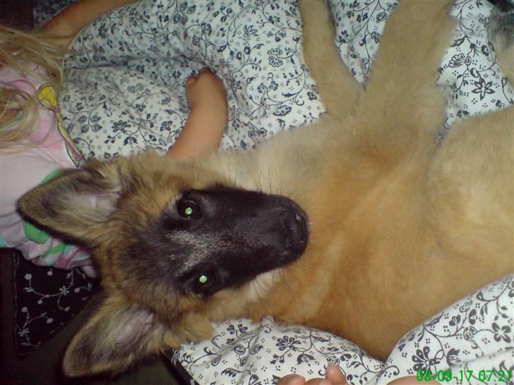 Belgisk hyrdehund Flicka billede 2