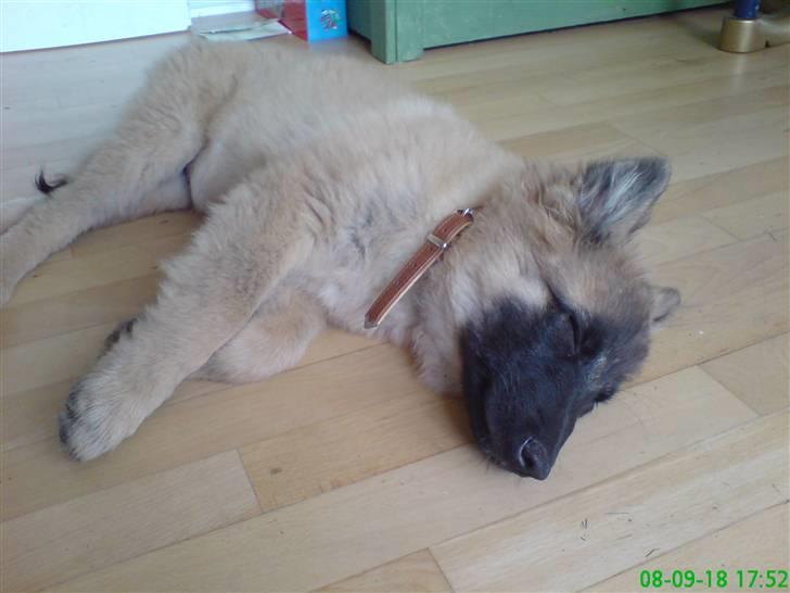 Belgisk hyrdehund Flicka - Flicka synes det er trættende at være ny hvalp i huset.  billede 3