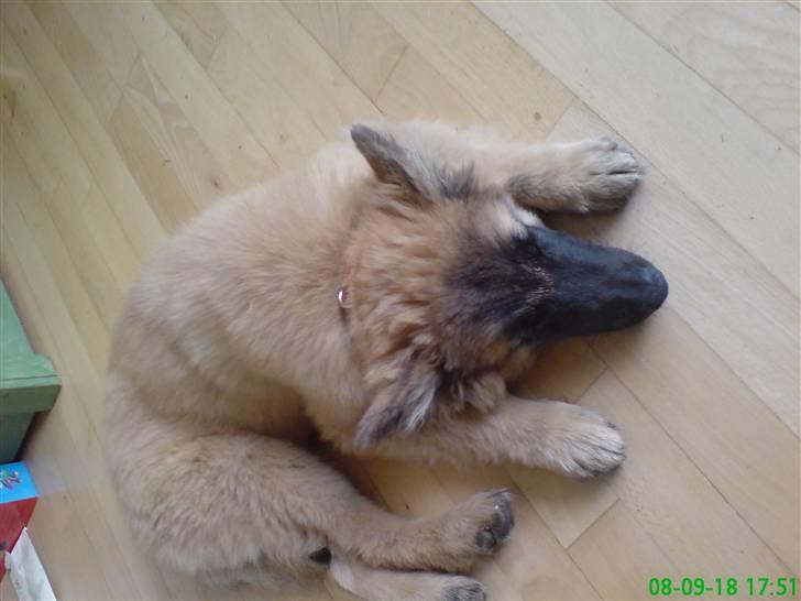 Belgisk hyrdehund Flicka - Flicka tager sig en lur på det dejlig kolde gulv. billede 4