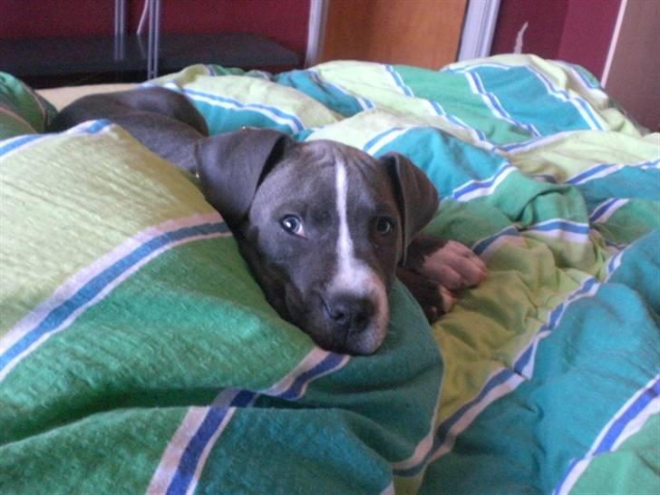 Blanding af racer Paplo billede 7