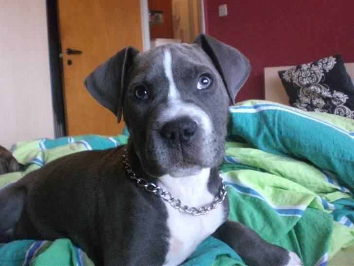 Blanding af racer Paplo billede 8