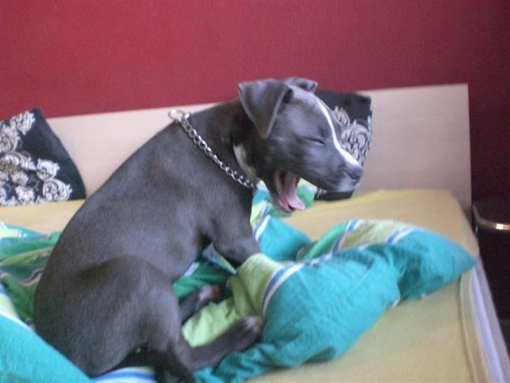 Blanding af racer Paplo billede 9