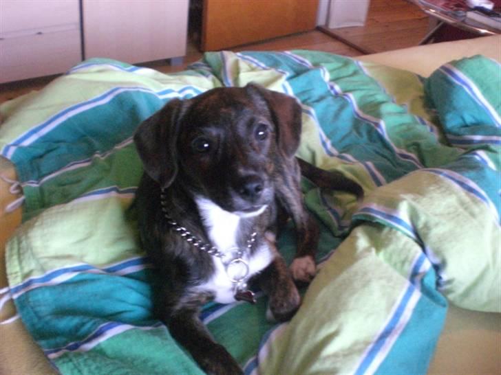 Blanding af racer Paplo - Paplo´s kæreste<3 billede 10