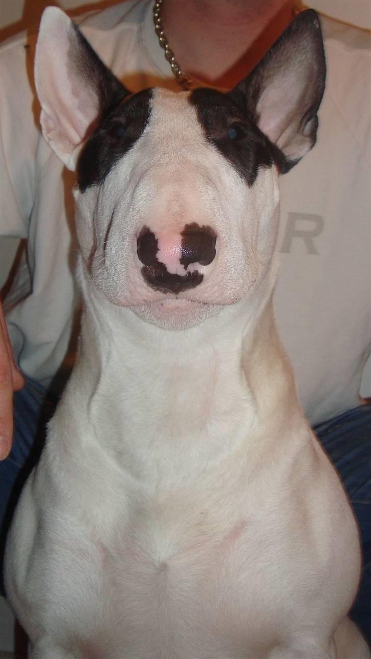 Bullterrier diva (grise pigen) - nyder det gode vejr i haven billede 1