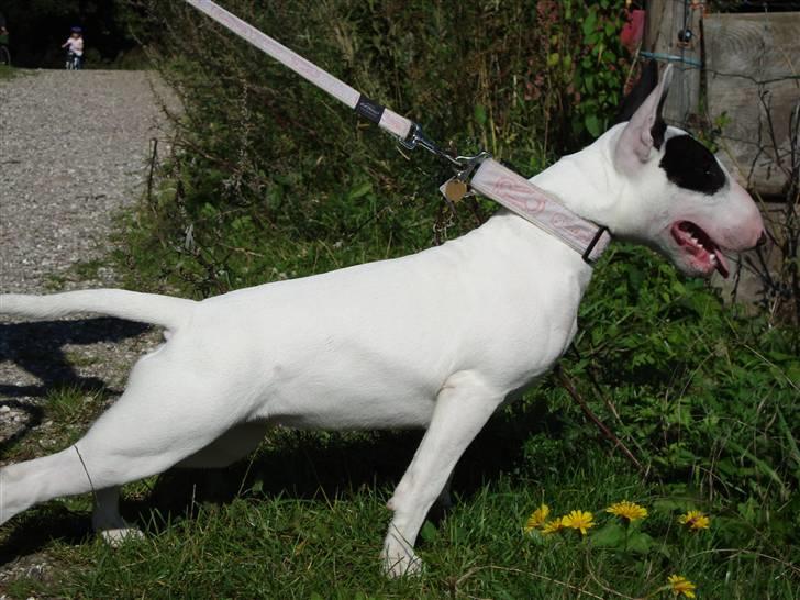 Bullterrier diva (grise pigen) - Diva  billede 2
