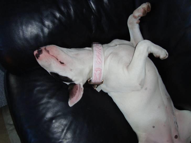 Bullterrier diva (grise pigen) - tager lige 10 min på sofaen billede 3