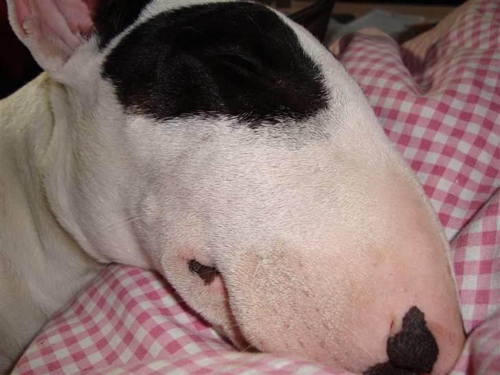 Bullterrier diva (grise pigen) - hun er bare skøn billede 4