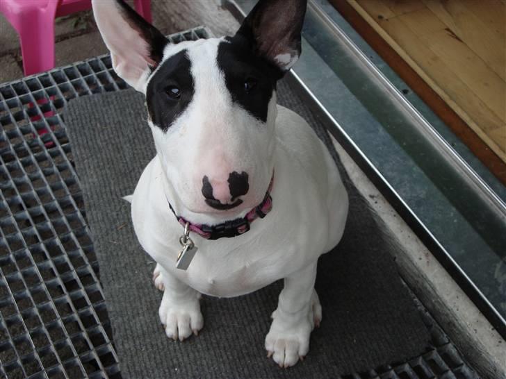Bullterrier diva (grise pigen) - skal vi ikke snart ud og gå tur ? billede 5