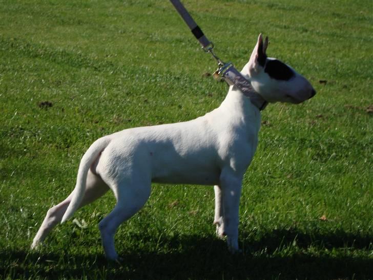 Bullterrier diva (grise pigen) billede 6