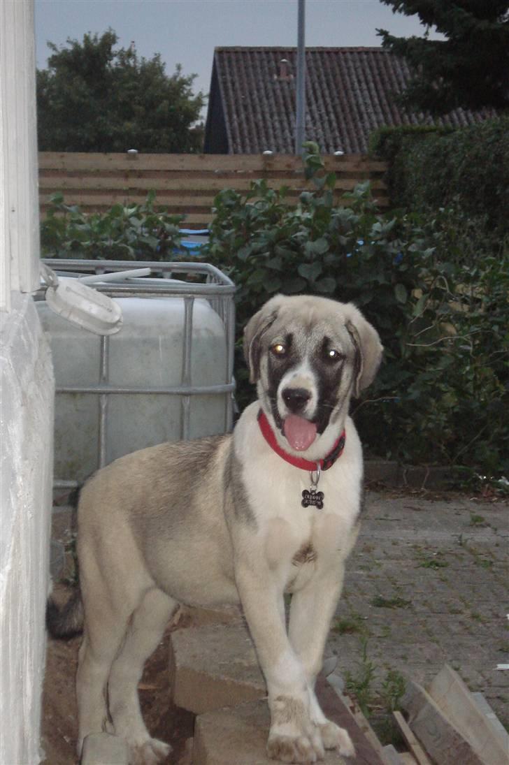 Kangal DUMAN billede 7