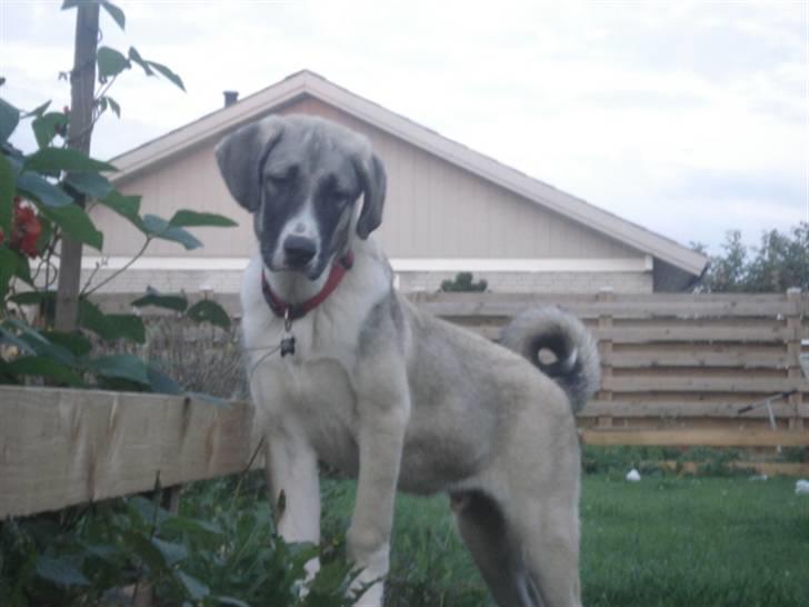 Kangal DUMAN billede 8