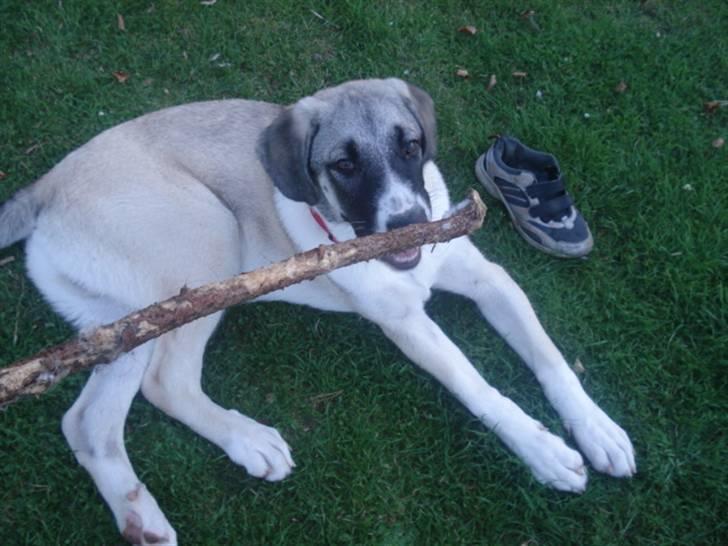 Kangal DUMAN billede 9