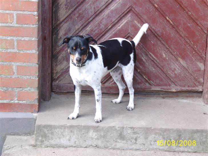 Dansk svensk gaardhund Theo (solgt) billede 1