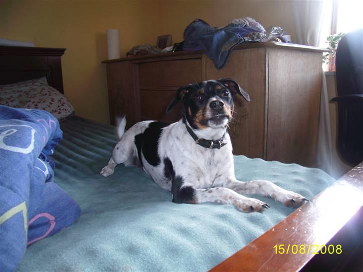 Dansk svensk gaardhund Theo (solgt) billede 2