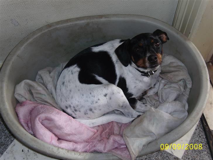 Dansk svensk gaardhund Theo (solgt) billede 3