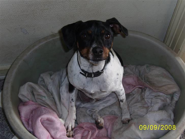 Dansk svensk gaardhund Theo (solgt) billede 4