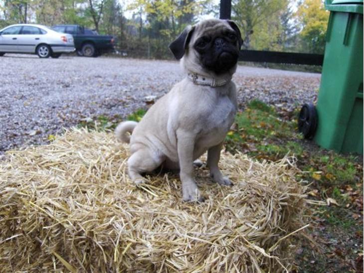 Mops Sakii - Hej :) Mit navn er Sakii og jeg er født i maj 08. Håber i nyder billederne & ligger en kommentar :) På forhånd tak. billede 1