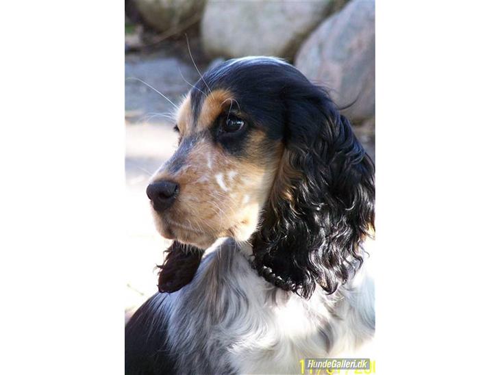 Cocker spaniel Nanna - 3½ mdr billede 1