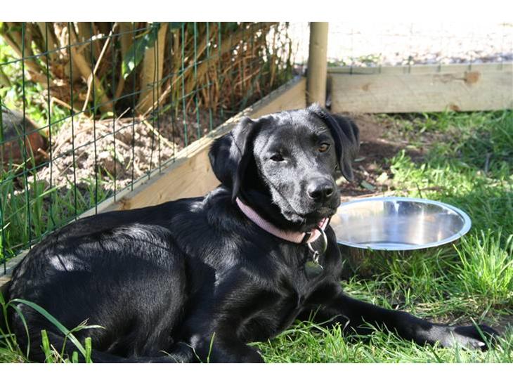 Labrador retriever Laxi billede 1