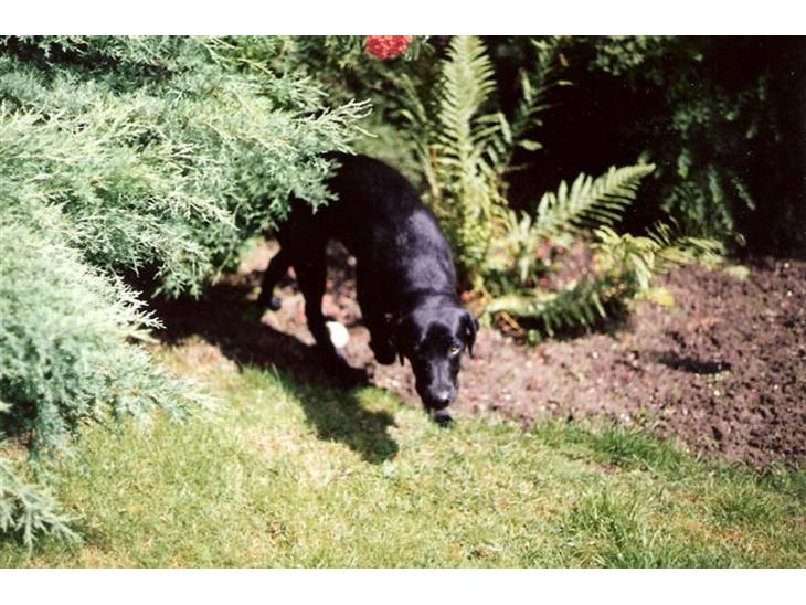 Labrador retriever Chilli - Chilli i haven :) billede 1
