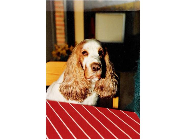 Cocker spaniel Line R.I.P - Line sidder med til bords billede 1