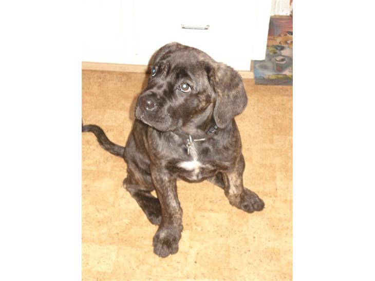 {{currentPhoto.altText}} billede {{currentPhoto.number}}