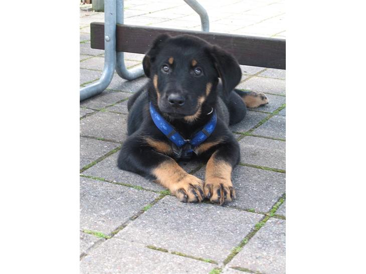 {{currentPhoto.altText}} billede {{currentPhoto.number}}