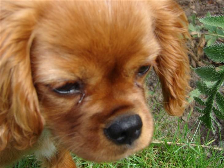 Cavalier king charles spaniel Lady Duchess billede 1